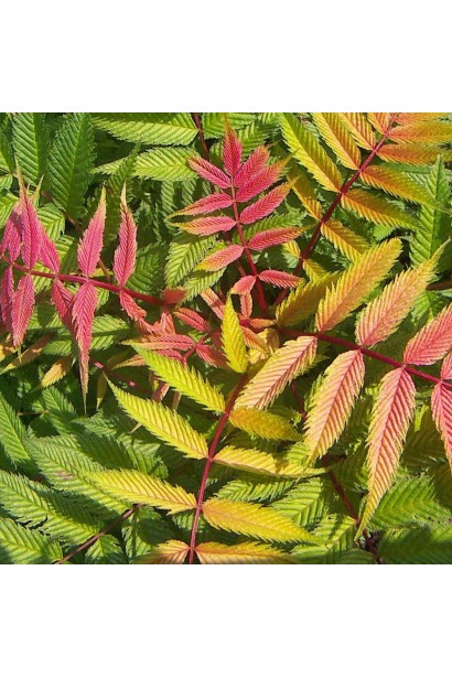 Горобинник горобинолистий Сем® – ніжно-рожевий приріст